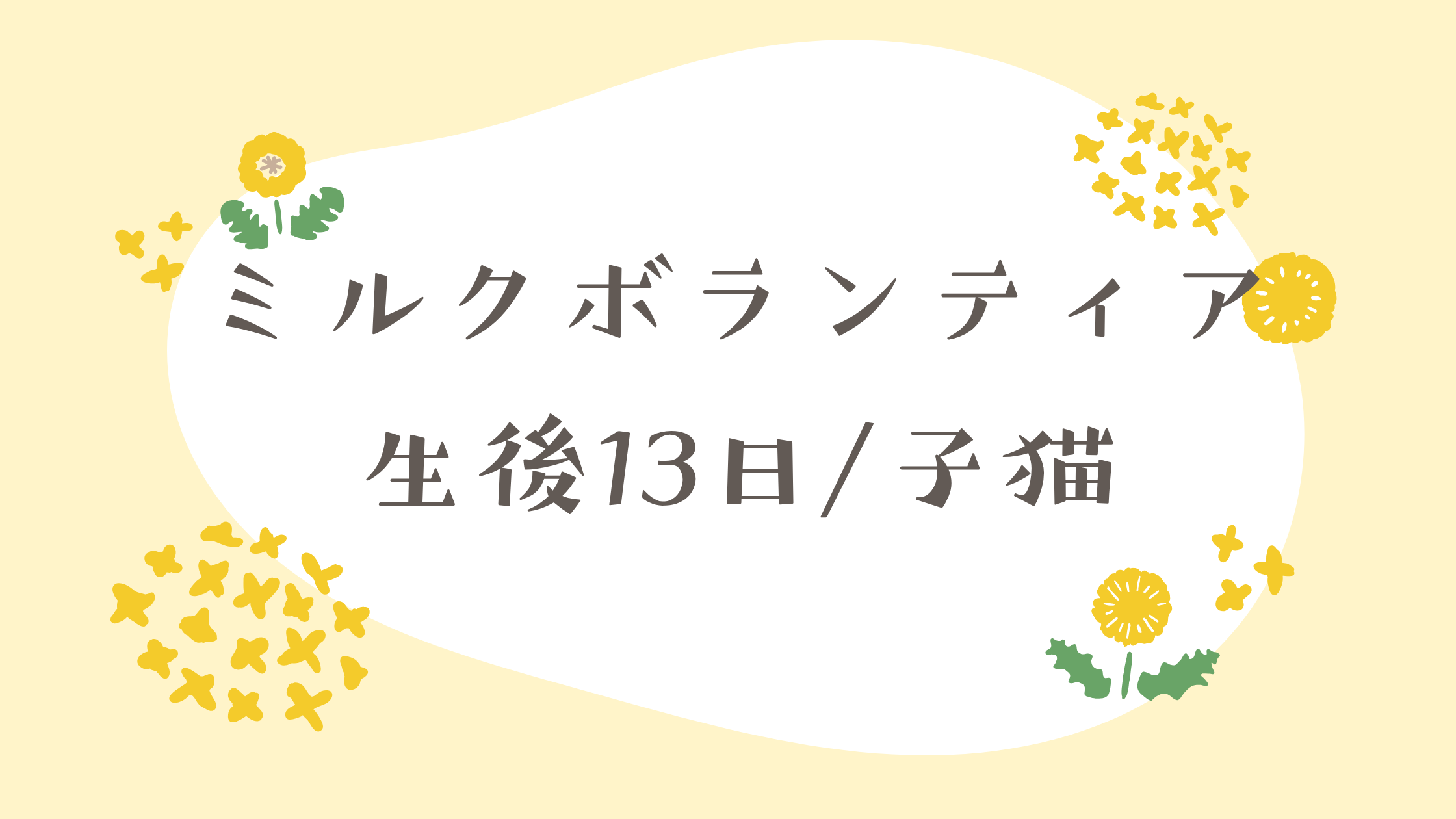 生後１３日の子猫の成長とお世話について