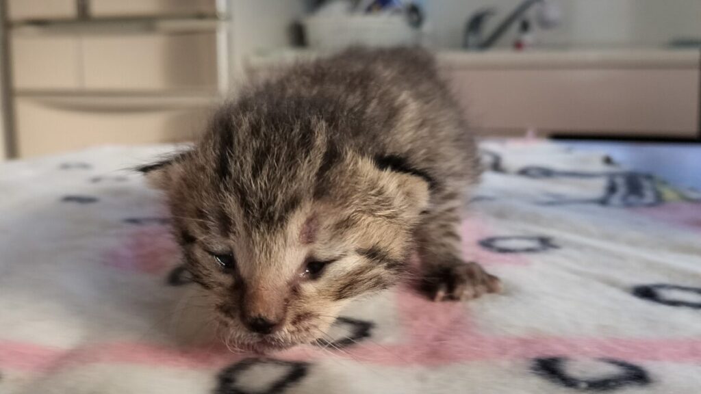 生後1週間の子猫の様子