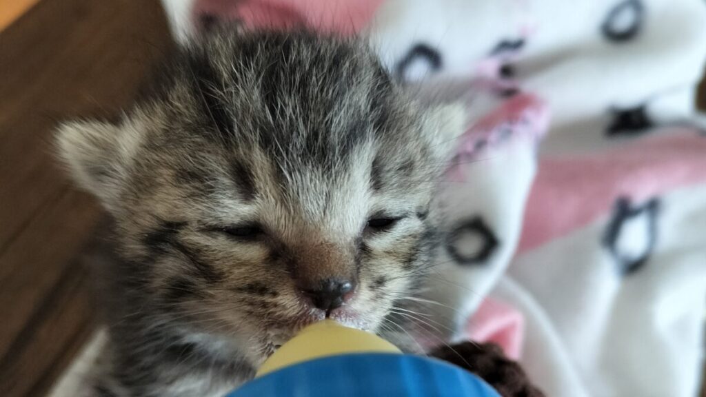 生後1週間の子猫の様子