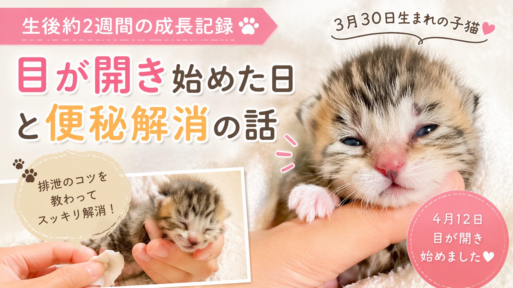 生後2週間の子猫の成長記録